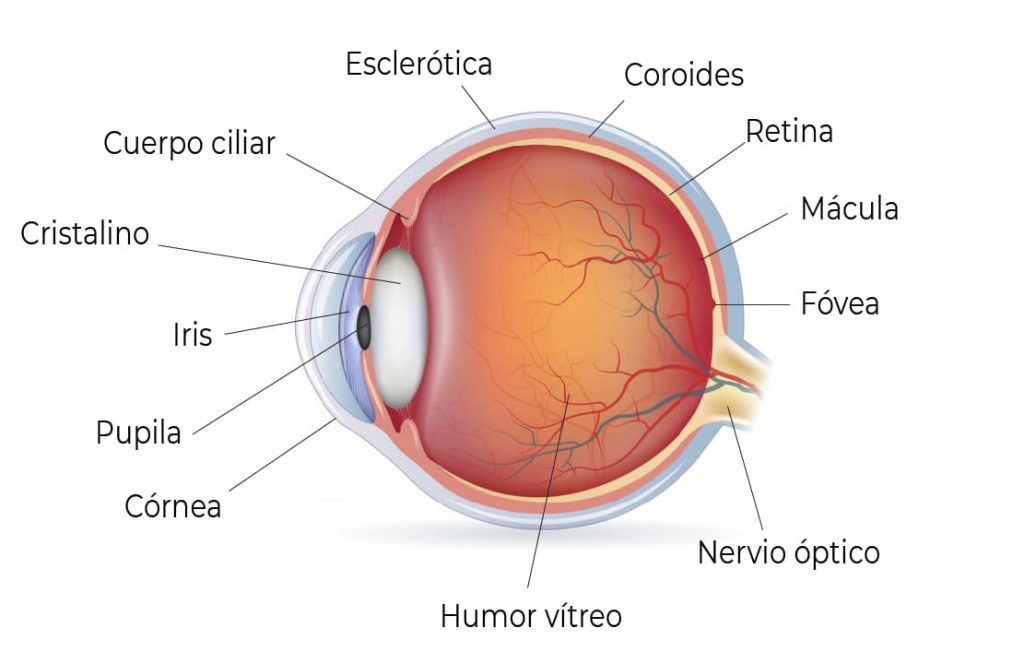 Anatomía del ojo y sus partes